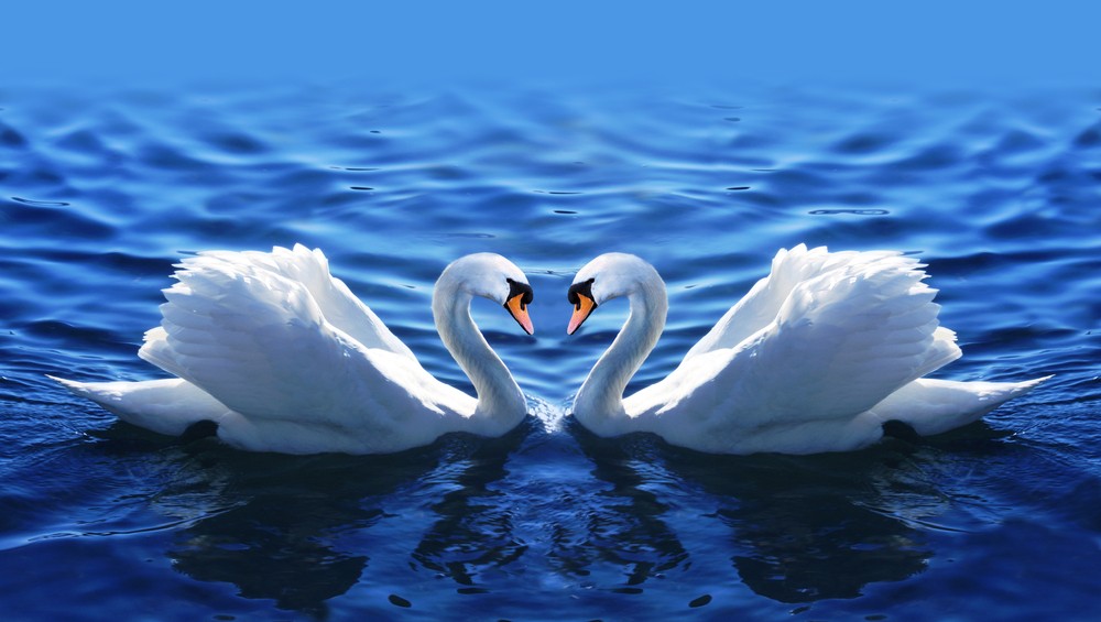 Photo of two swans showing synchronicity 